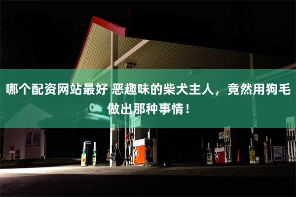 哪个配资网站最好 恶趣味的柴犬主人，竟然用狗毛做出那种事情！